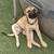 Free 4 belgian malanois golden retriever puppies 2 thumbnail