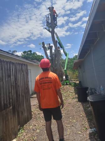 TREE TRIMMING / yard clean up CHEAPEST IN TOWN Tree Service license and insured 1