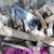 Rehoming German Shorthair Pointers 6 thumbnail