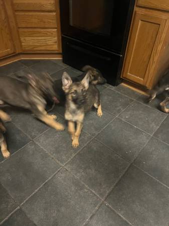 German Shepard Puppies 1