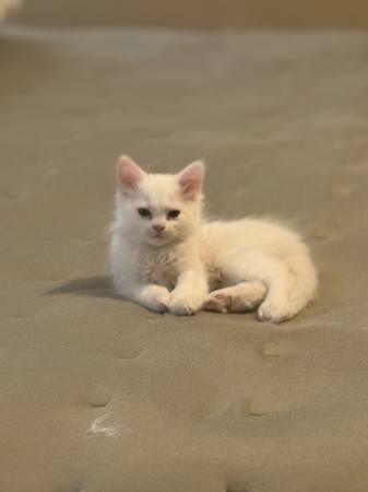 Gatos Persa/Himalaya (McAllen)64148953290113124