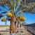 Fresh fruit, soft 15 # dates, delivered 7 thumbnail