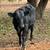 Black Angus Bull 1.5 years old grass only 1 thumbnail