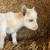 Nigerian Dwarf Bucklings 10 thumbnail