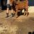 Bull calf - He’s a pet 4 thumbnail