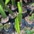 dragon fruit young plant 3 thumbnail