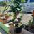 Bonsai Tree, Imported from Canada AWESOME 11 thumbnail