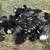 Muscovy ducks 5 thumbnail