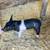 Meat, Breeding Gilts & Boar 3 thumbnail