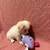 PUPPYS FOR SALE 3 thumbnail