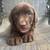 AKC-registered Labrador Puppies 20 thumbnail