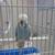 English Budgie 2 thumbnail