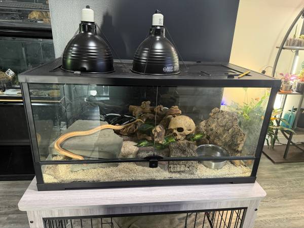 Rosy boa (Lawrence)532582437141893121