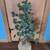 Rustic Tree 1 thumbnail