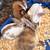 Meat Rabbits 3 thumbnail