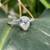 TACORI PLATINUM Natural Pear diamond ring 12 thumbnail