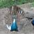 Peafowls 5 thumbnail