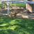 Laying hens Brahma, Black Marans, New Hampshire Red and Cross Chickens 3 thumbnail