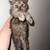 Male kittens available for adoption 5 thumbnail