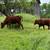 cows 3 thumbnail
