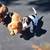 mini dachshund pups 1 thumbnail