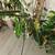 House plants / exotic tropical plants 22 thumbnail