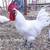 Bresse Chickens 2 thumbnail