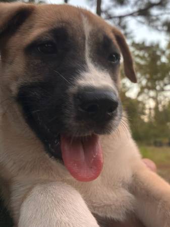 Puppies 8 weeks (Semmes)63920391363714120