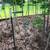 Norway Maple Trees 9-12 ft. 3 thumbnail