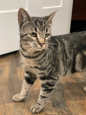 Missing Grey And Black Female Cat - Valley (Dishman Mica & 32nd)63970072625283121