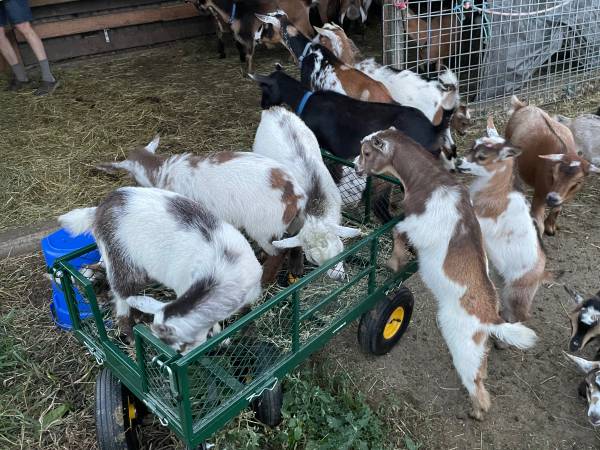 Nigerian Dwarf  Goat Wethers 1