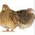 Jumbo Quail hatching eggs 1 thumbnail