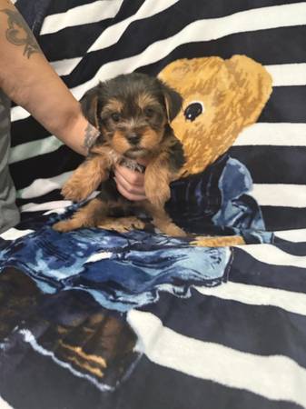 Yorkiepoos (San Francisco)63660466932739120