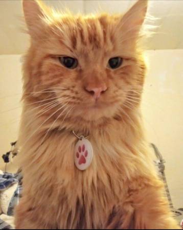 Julius is lost. Please help me find him. (Springfield)64688308482177120