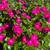 Flower man here 3 thumbnail