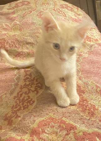 Gatito macho naranja de rayas, de ocho semanas (Boynton Beach)