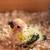 High yellow sun conure babies 1 thumbnail