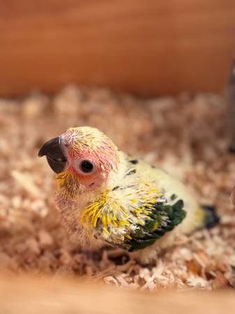 High yellow sun conure babies 1
