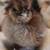 Silkie chicks 3 thumbnail