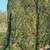 Goliath, Giant 4'x8' Wood 2-man Classic Deer Blind 20 thumbnail