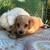 F1b CAVAPOO 3 thumbnail