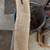 1 inch thick to 3 inch thick Walnut Short Slabs 16 thumbnail