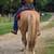 Draft-type Haflinger Horse 20 thumbnail