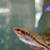 Free female rainbowfish 1 thumbnail