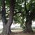 Chestnuts 3 thumbnail