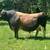 A2 / A2 Mini Jersey Bull Semen Straws Available 2 thumbnail