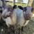 Shetland Rams 4 thumbnail