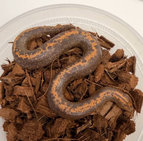 Kenyan Sand Boa Pair Paradox Snow Makers! (Westminster)
