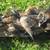 Extraordinary Taxidermy Mount /5 Drake Wood Ducks On 4' Cypress Plank 14 thumbnail
