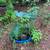 Final closing- Aquatic Plants , Garden perennials 4 thumbnail